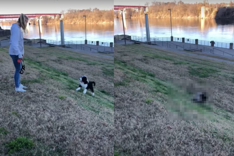 斜面の上にいる飼い主さんを追いかけようとした子犬。ところが、この子にはまだこの斜面は急すぎたようで・・・