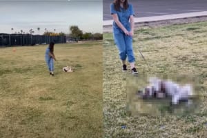 「まだ帰りたくない！」公園でまだまだ遊んでいたい犬。寝転がって帰るのを拒みますが・・・、飼い主さんに車までズルズルと引きづられていくのでした