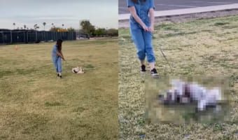 「まだ帰りたくない!」公園でまだまだ遊んでいたい犬。寝転がって帰るのを拒みますが・・・、飼い主さんに車までズルズルと引きづられていくのでした