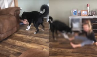 ボーダーコリーと女の子は大の親友！女の子のズボンの裾を引っ張りあっちへ行ったりこっちに来たり。ふたりとも楽しそうです！！