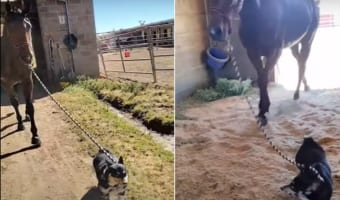 コーギーが全力でお手伝い！！体の大きなスタンダードブレッドを厩舎まで案内してあげます！！