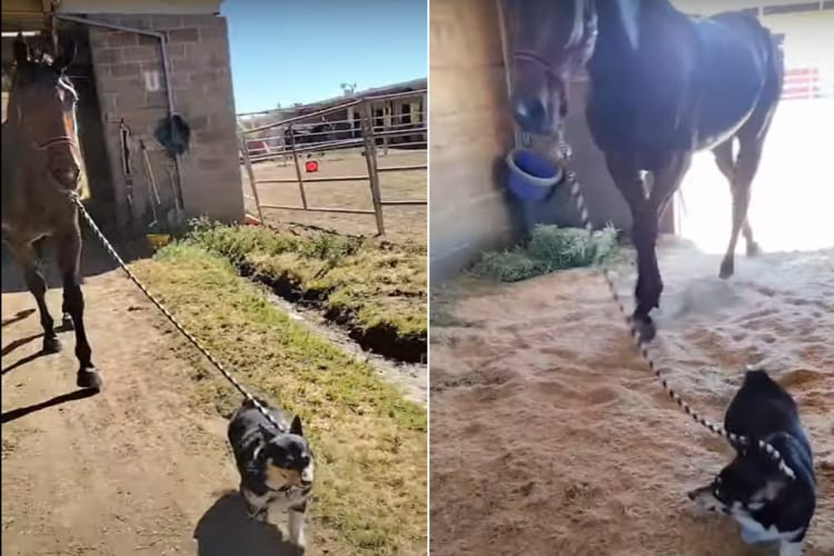 コーギーが全力でお手伝い！！体の大きなスタンダードブレッドを厩舎まで案内してあげます！！