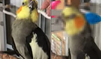 インコのリラックスタイム。頭をなでてもらったり、ブラッシングしてもらうと・・・、あくびが盛れちゃうほど気持ちいいようです