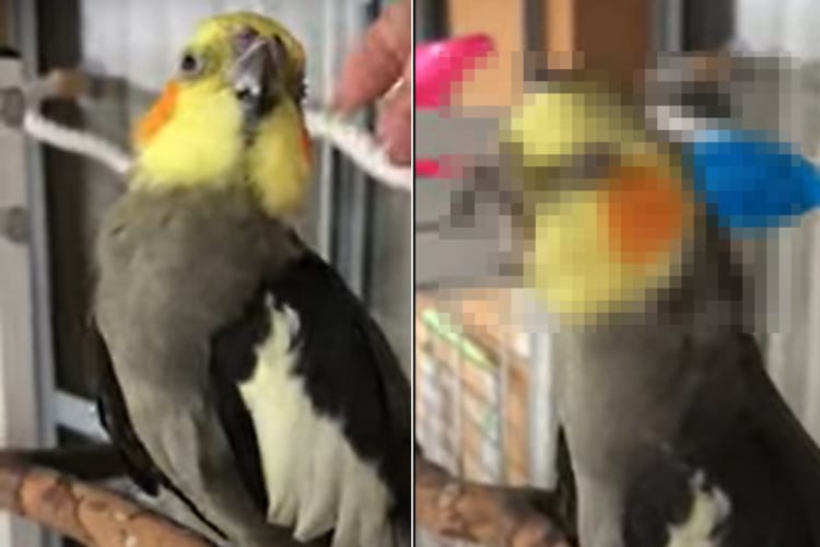 インコのリラックスタイム。頭をなでてもらったり、ブラッシングしてもらうと・・・、あくびが盛れちゃうほど気持ちいいようです