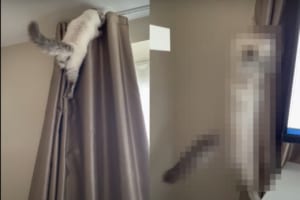 まるで逆再生を見ているみたい！カーテンを登る猫。カーテンレールの上に行けないと分かると・・・、スルスルとバックで戻ってきました