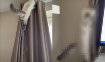 まるで逆再生を見ているみたい！カーテンを登る猫。カーテンレールの上に行けないと分かると・・・、スルスルとバックで戻ってきました