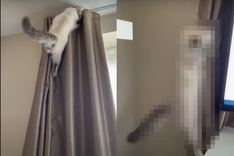 まるで逆再生を見ているみたい！カーテンを登る猫。カーテンレールの上に行けないと分かると・・・、スルスルとバックで戻ってきました