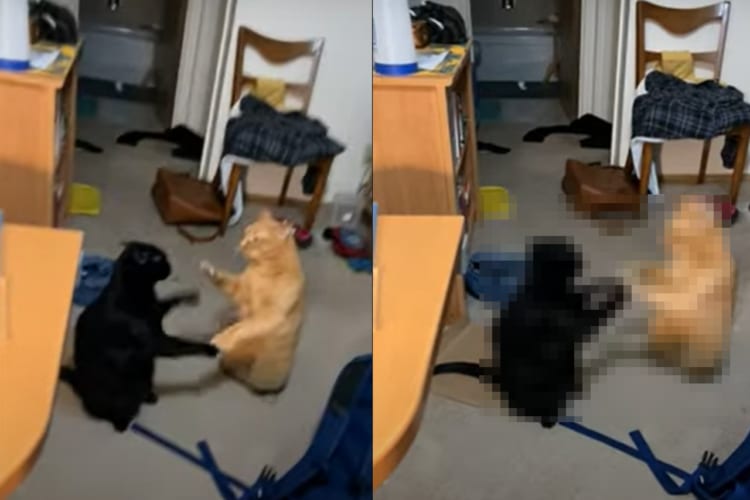 なんて大迫力の戦い・・・なんだ？向かい合って猫パンチの応酬を繰り広げる猫たちの争い。その姿はなんだかまったりしていて平和
