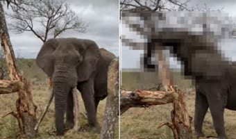 さすがゾウ、スゴいパワーだ!!ひと押しするだけで木を折ってしまうゾウ。怒っているのかと思いきや・・・、このゾウにはある目的があったのです