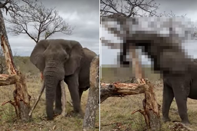 さすがゾウ、スゴいパワーだ！！ひと押しするだけで木を折ってしまうゾウ。怒っているのかと思いきや・・・、このゾウにはある目的があったのです