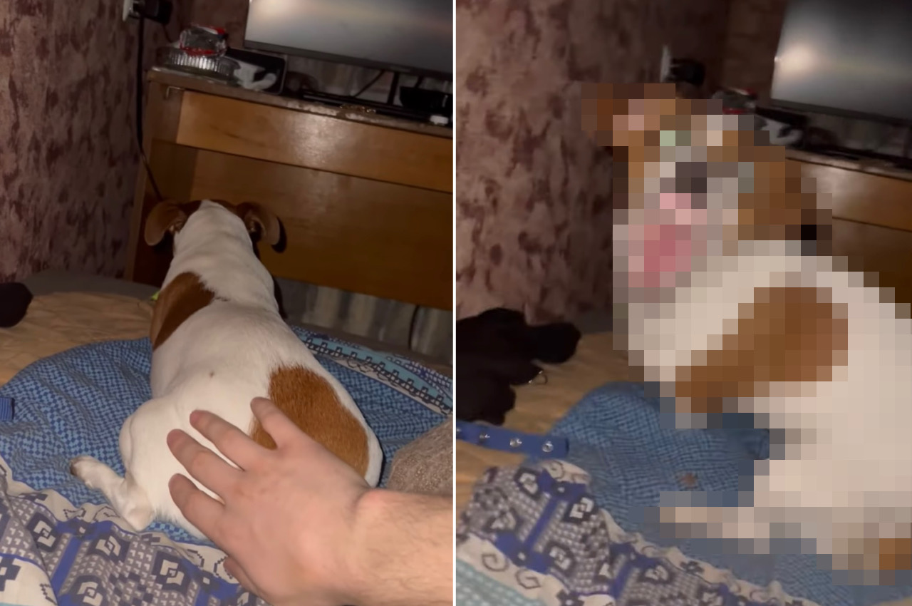 ドッキリが裏目に!夢中で遊んでいる子犬を背後から驚かそうとしたら・・・、まさかの結果になってしまいました!!