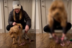 ハーネスからピョン！飼い主さんがハーネスを開いた瞬間にジャンプする子犬。その飛び出る姿はまるで足にバネが入っているみたい！！