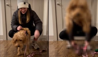 ハーネスからピョン!飼い主さんがハーネスを開いた瞬間にジャンプする子犬。その飛び出る姿はまるで足にバネが入っているみたい!!