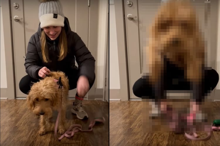 ハーネスからピョン！飼い主さんがハーネスを開いた瞬間にジャンプする子犬。その飛び出る姿はまるで足にバネが入っているみたい！！