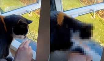 「ダメ！危ニャい！！」飼い主さんを危険から守ろうとする優しい猫。窓のサッシから手を差し出すなんて危ない行為は絶対に許しません！！