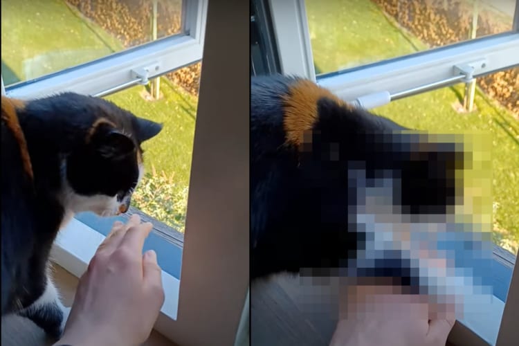 「ダメ！危ニャい！！」飼い主さんを危険から守ろうとする優しい猫。窓のサッシから手を差し出すなんて危ない行為は絶対に許しません！！