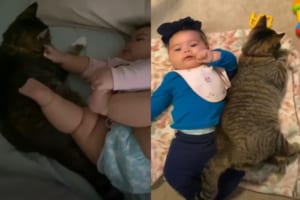 「おはよう」から赤ちゃんとずっと一緒。臆病だった猫は赤ちゃんと仲良しさんになり、人懐っこい姿を見せるようになりました
