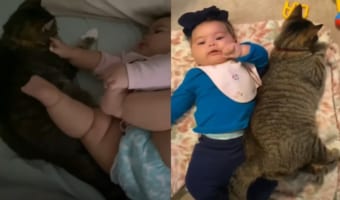 「おはよう」から赤ちゃんとずっと一緒。臆病だった猫は赤ちゃんと仲良しさんになり、人懐っこい姿を見せるようになりました