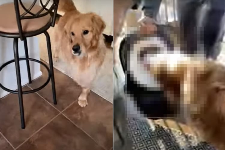 「やったあ、赤ちゃんがやって来た！！」赤ちゃんを出迎えるゴールデンレトリーバー。嬉しすぎて、はじめましてのキスの嵐を降らせちゃいます