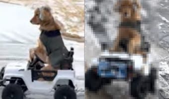 電動オモチャのジープに乗りドライブを満喫しているゴールデンレトリーバー。凍った雪が残る悪路をどんどん進んで行きます!!