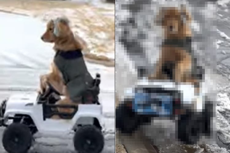 電動オモチャのジープに乗りドライブを満喫しているゴールデンレトリーバー。凍った雪が残る悪路をどんどん進んで行きます！！