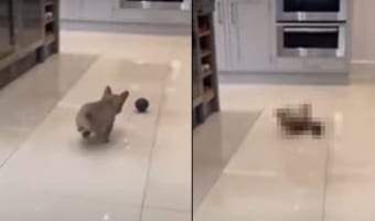 ボールを追いかけるフレンチブルドッグ。ところが床がツルツルだったので、ステーーンと滑って転んでしまいました!!