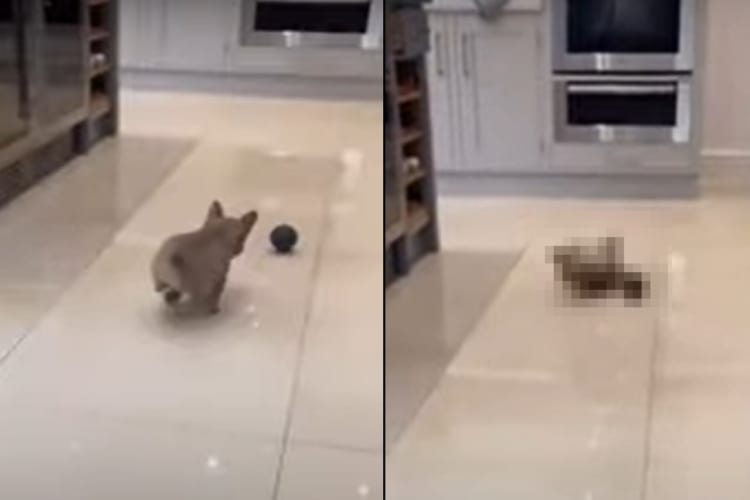 ボールを追いかけるフレンチブルドッグ。ところが床がツルツルだったので、ステーーンと滑って転んでしまいました！！