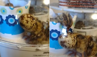 卵に戻りたいの?羽化したばかりのウズラのヒナ。卵の殻に頭を突っ込んでみたら・・・、抜けなくなっちゃった!!