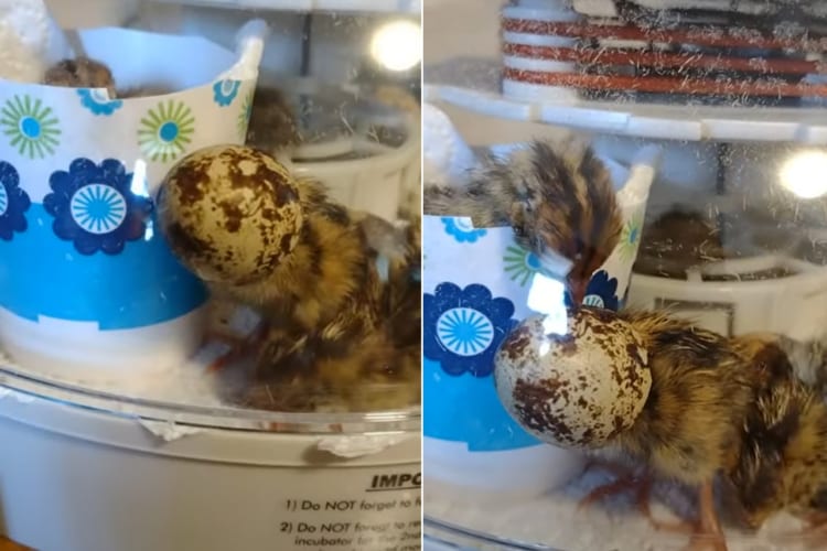 卵に戻りたいの？羽化したばかりのウズラのヒナ。卵の殻に頭を突っ込んでみたら・・・、抜けなくなっちゃった！！