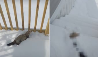 雪を堪能するフェレット。積もった雪の中に潜ったり、トンネルを掘るように進んだりととても楽しそうです!!