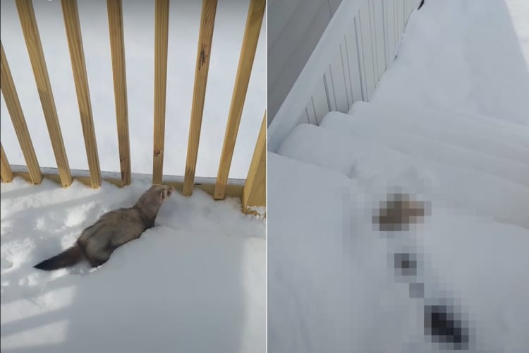 雪を堪能するフェレット。積もった雪の中に潜ったり、トンネルを掘るように進んだりととても楽しそうです！！