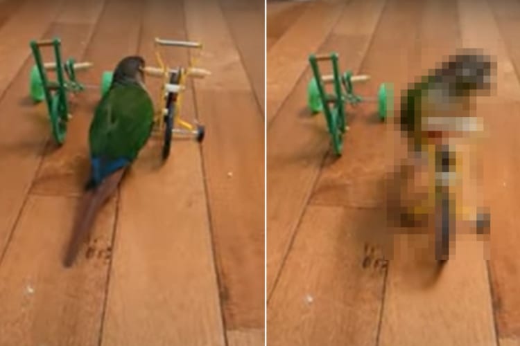 おやつが欲しいインコ。飼い主さんのもとまでは歩いていくのでもなく、飛んでいくのでもなく・・・ビックリする移動手段を用います！！
