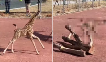 元気に走り回るキリンの赤ちゃん。ところが直後に、この赤ちゃんが一気にしょげてしまう悲しい出来事が起きてしまうのでした