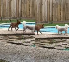 プールに初挑戦の子犬。プールの縁石を歩いて移動しようとしていましたが、水に興味をひかれたところで・・・、ポシャンとプールへ落ちてしまいました！！
