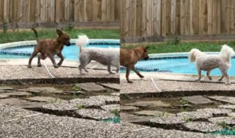 プールに初挑戦の子犬。プールの縁石を歩いて移動しようとしていましたが、水に興味をひかれたところで・・・、ポシャンとプールへ落ちてしまいました!!