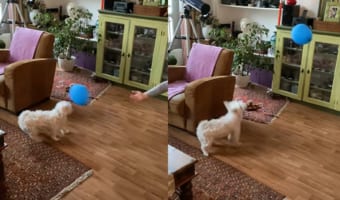 風船に夢中なマルチーズ。器用に鼻の先で「ちょん、ちょん!」と風船を突いて遊んでいる姿が実に楽しそう!!