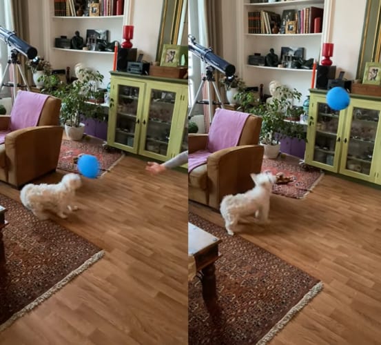 風船に夢中なマルチーズ。器用に鼻の先で「ちょん、ちょん！」と風船を突いて遊んでいる姿が実に楽しそう！！