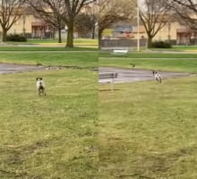 公園でカモがいるのを見つけた犬。一緒に遊ぼうとばかりにダッシュで駆け寄りますが、途中に水たまりがあったため・・・