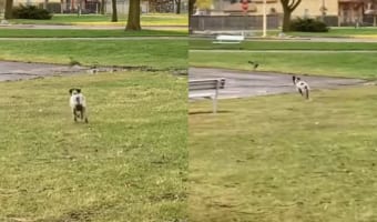 公園でカモがいるのを見つけた犬。一緒に遊ぼうとばかりにダッシュで駆け寄りますが、途中に水たまりがあったため・・・