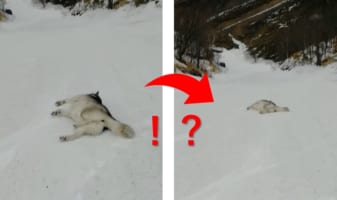 雪原に横たわるアラスカン・マラミュート。ごろんと寝転がっているはずなのに、体はどんどん前へと進んでいっています！！
