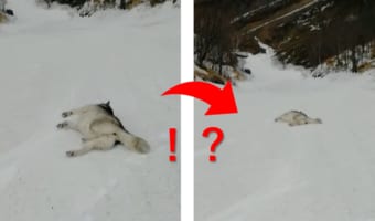 雪原に横たわるアラスカン・マラミュート。ごろんと寝転がっているはずなのに、体はどんどん前へと進んでいっています!!