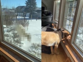 庭に野生のヤギがやって来たと思ったら・・・、その正体は美しい『白い〇〇』でした！！その姿に愛犬たちも興味津々のようです