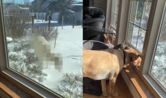 庭に野生のヤギがやって来たと思ったら・・・、その正体は美しい『白い〇〇』でした!!その姿に愛犬たちも興味津々のようです