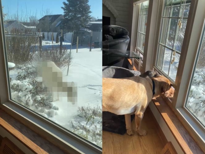 庭に野生のヤギがやって来たと思ったら・・・、その正体は美しい『白い〇〇』でした！！その姿に愛犬たちも興味津々のようです