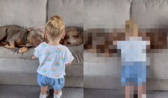 ソファでお昼寝中の2匹の犬の傍にやってきた女の子。この子がこの後見せた行動が尊すぎる!!