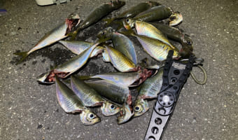 夏のアジングは数釣りシーズン!?夏アジングを楽しむための攻略パターン!!