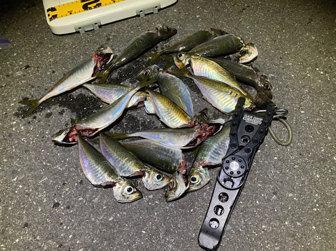 夏のアジングは数釣りシーズン!?夏アジングを楽しむための攻略パターン!!