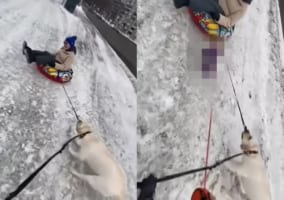 凍った雪道でソリを曳こうとする懸命に引っ張る犬。そこに心強い味方がやって来たぞ！！