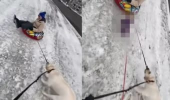凍った雪道でソリを曳こうとする懸命に引っ張る犬。そこに心強い味方がやって来たぞ！！