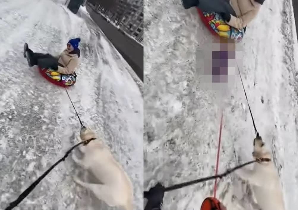 凍った雪道でソリを曳こうとする懸命に引っ張る犬。そこに心強い味方がやって来たぞ！！